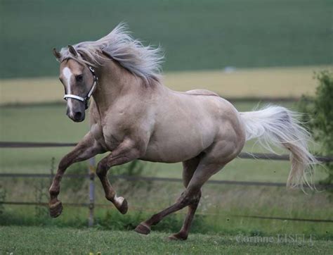 dunalino (palomino dun) - Quarter Horse stallion Hollywood Dolby | Quarter horse stallion ...