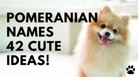 Pomeranian Dog Names | Dog names, Girl dog names, Pomeranian dog