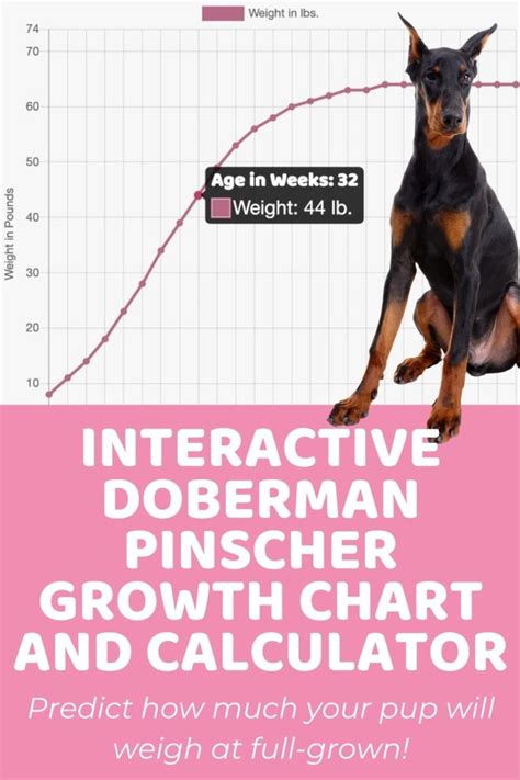 Doberman Pinscher Archives - Puppy Weight Calculator