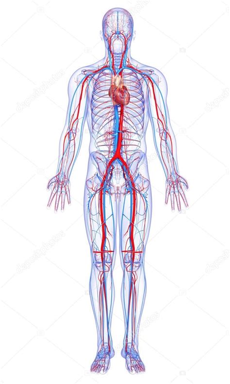 Full body circulatory system with highlighted heart ⬇ Stock Photo ...