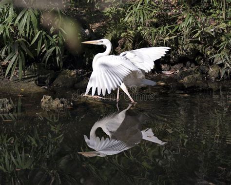 White Heron Bird Stock Photo. White Heron Bird Close-up Profile View in ...