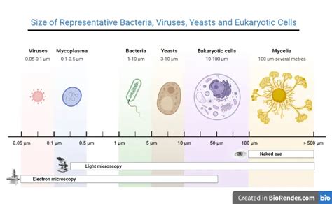 Size of Bacteria: Giant, Smallest, and Regular Ones • Microbe Online