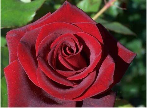 7 Most Beautiful Black Roses In The World