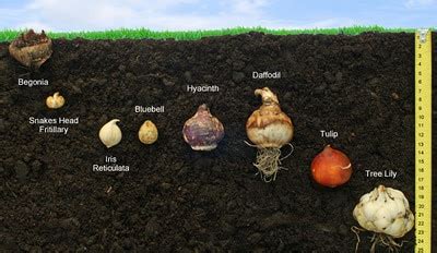 Layering Bulbs - Growing With The Lasagna Bulb Method | Bulbs garden design, Garden bulbs ...