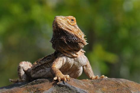 Lizards - Reptiles Magazine