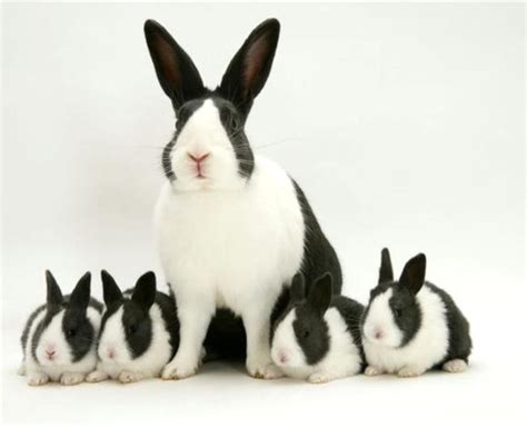 15 of the Best Pet Rabbit Breeds - PetHelpful
