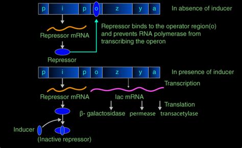 Lac Operon-Concept, Diagrams, Regulation