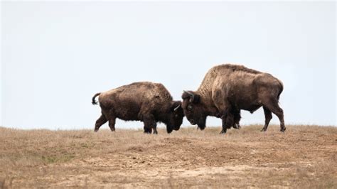 Bison Fight Stock Photo - Download Image Now - iStock