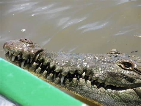 Fun day tour from L’acqua Viva Resort: Tamarindo Wildlife Refuge