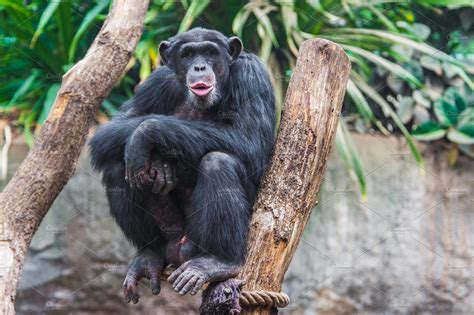 Western chimpanzee | Animal Stock Photos ~ Creative Market