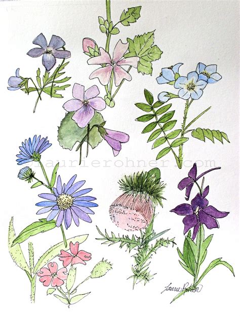 Nature Art Watercolor Botanical Wildflower Study