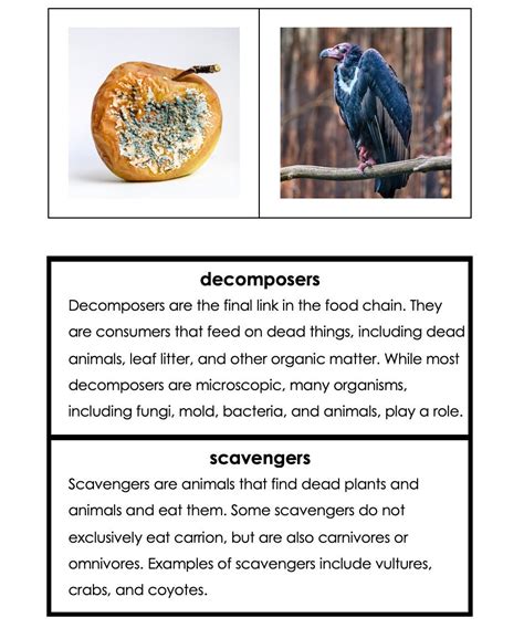 Decomposers and Scavengers Photo and Fact Cards Food Chain | Etsy