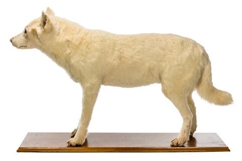 A mid-19 th century taxidermy Maori Kuri dog : Lot 500