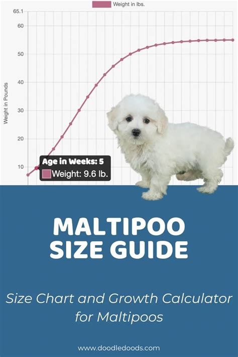 Maltipoo Size Guide, Chart, and Calculator: How Big Do Maltipoos Get ...