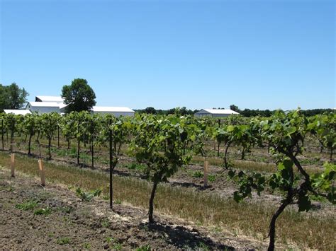 vineyard near St. Catharines | Ontario canada, St catharines, Vineyard