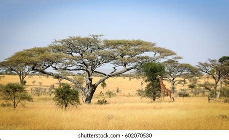 4,538 Savana Images, Stock Photos & Vectors | Shutterstock