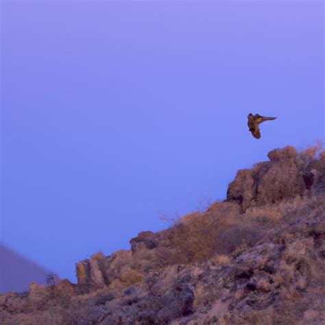 The Nighthawk Bird: A Fascinating Nocturnal Creature