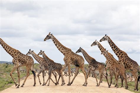 Giraffes Are Running Photograph by 1001slide | Fine Art America