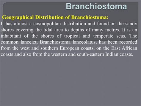 Branchiostoma.pptx