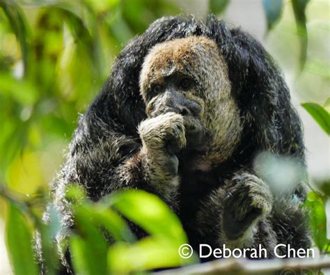 Private conservation lands under threat in Peruvian Amazon