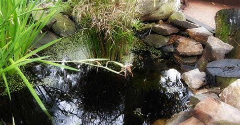 Diy Pond Liner Underlay / How To Build A Pond And Waterfall In The ...