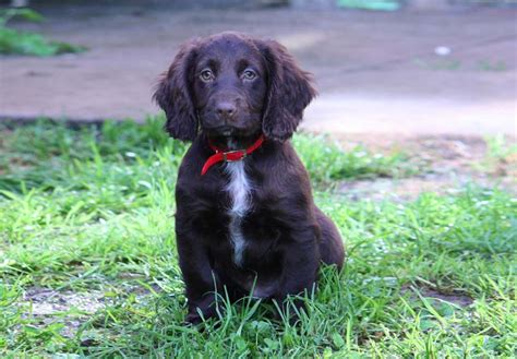 Boykin Spaniel Puppies For Sale - AKC PuppyFinder