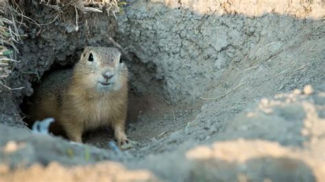 Identifying Gopher Holes & Mounds: Guide & Pictures