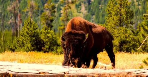 The Wildlife of Yosemite National Park - Animals Network