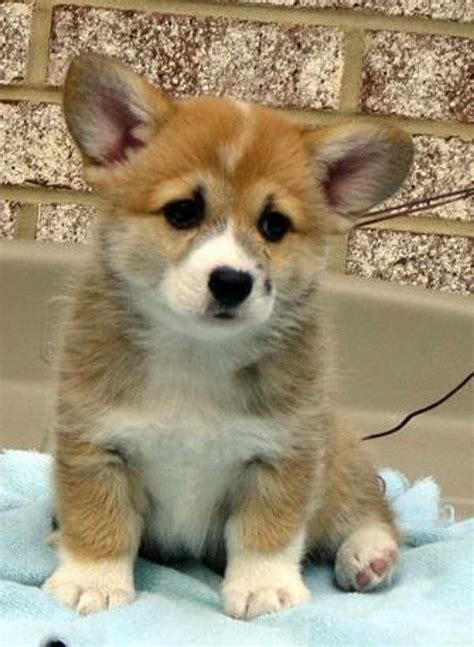 60 Best Photos Cowboy Corgi Puppies For Sale In Texas / 9 weeks old tri-colored Corgi puppies in ...