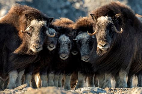 Musk Oxen Image, Greenland | National Geographic Your Shot Photo of the Day