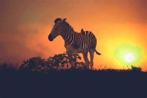 Zebra Standing on Hilltop at Sunset Silhouette Stock Image - Image of ...