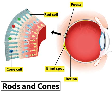 Top 99+ Pictures Rods And Cones Are The Light Sensitive Cells On The Updated