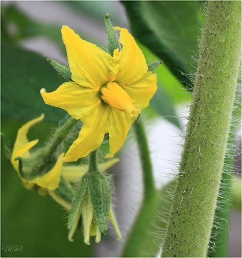 Tomato flower - Plant & Nature Photos - Frances' photoblog