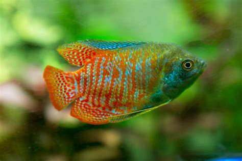 Gourami fish: Characteristics, types, habitat, care and more...