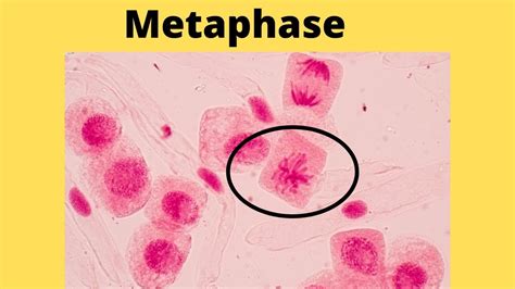 What happens during metaphase? - YouTube