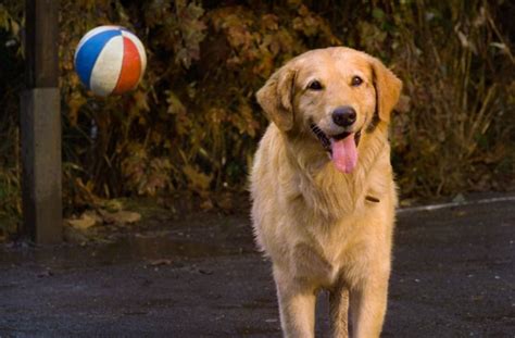 You'd never guess it, but the dog that played in 'Air Bud' also starred in a huge 90s sitcom