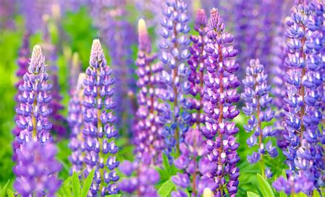 Lupine Flower: Meaning, Symbolism, and Colors | Pansy Maiden