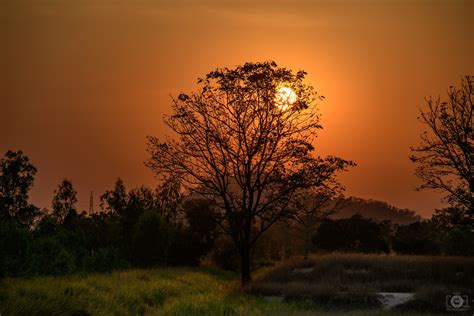 Sunset Tree Background - High-quality Free Backgrounds