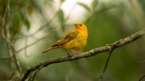 How Do Birds Communicate: Sounds and Body Language Explained