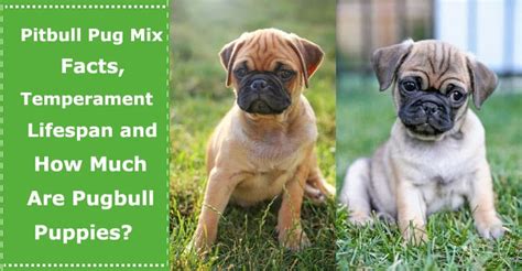 Pitbull Pug Mix: Facts, Temperament, Lifespan and How Much Are The Pugbull Puppies? | PetXU.com