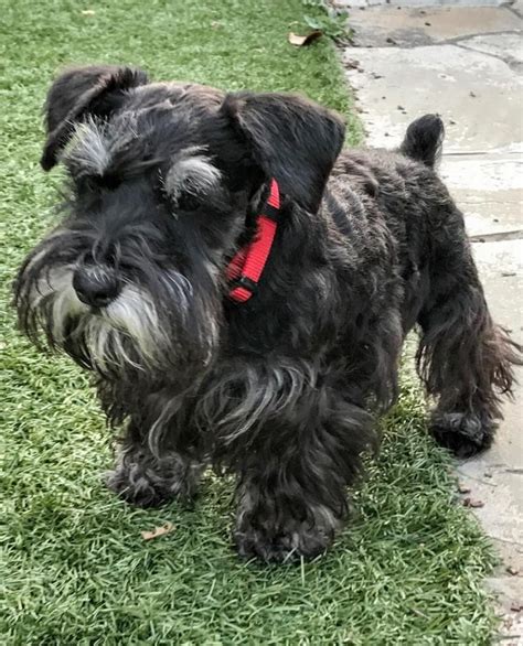 Adopt Humphrey Bogart (Bogie) on Petfinder | Miniature schnauzer rescue, Schnauzer, Humphrey bogart