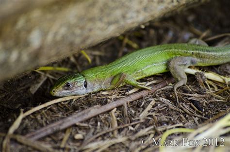 Mark Fox Photography: Research: Green Lizard