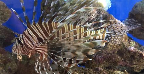 Pterois volitans and Pterois miles, The Lionfish | Marine Hobby