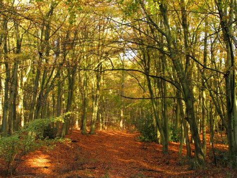 Horn's Copse: East of Bucklebury Common... © Pam Brophy cc-by-sa/2.0 :: Geograph Britain and Ireland