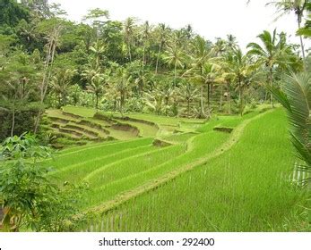 Padi Field Gunung Kawi Bali Indonesia Stock Photo 292400 | Shutterstock