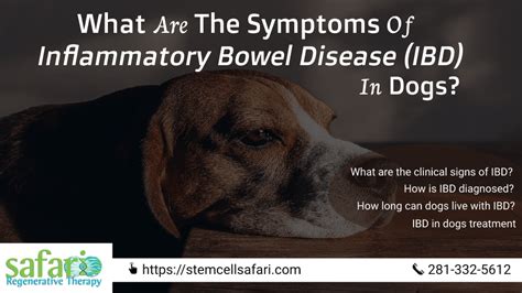 What Are The Symptoms Of Inflammatory Bowel Disease (IBD) In Dogs ...