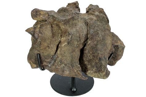 11.6" Hadrosaur (Brachylophosaurus?) Sacrum w/ Metal Stand - Montana ...