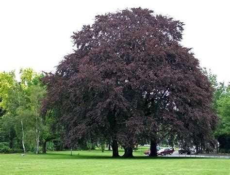 Haya de hoja roja, un árbol magnífico para jardín | Jardines, Árboles de sombra, Plantación de ...