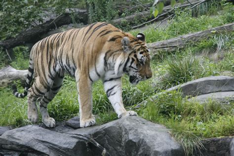 File:Tiger Bronx Zoo 2.JPG - Wikimedia Commons
