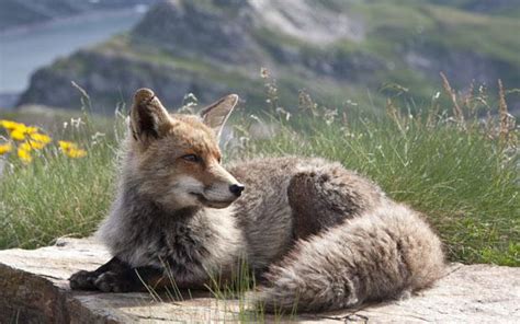 Hiking in the Italian Alps - Telegraph